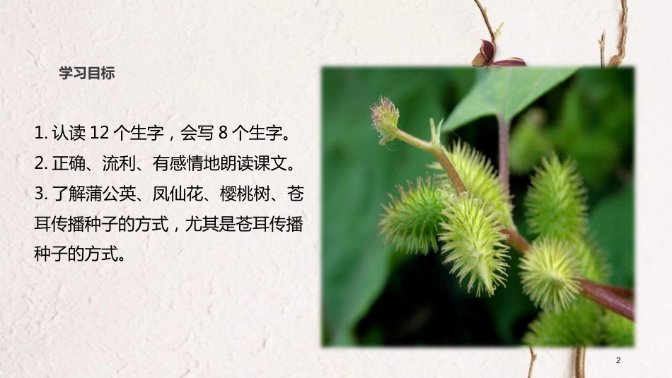 学年二年级语文下册 课文4 16《骑“白马”的苍耳》课件 西师大版_第2页