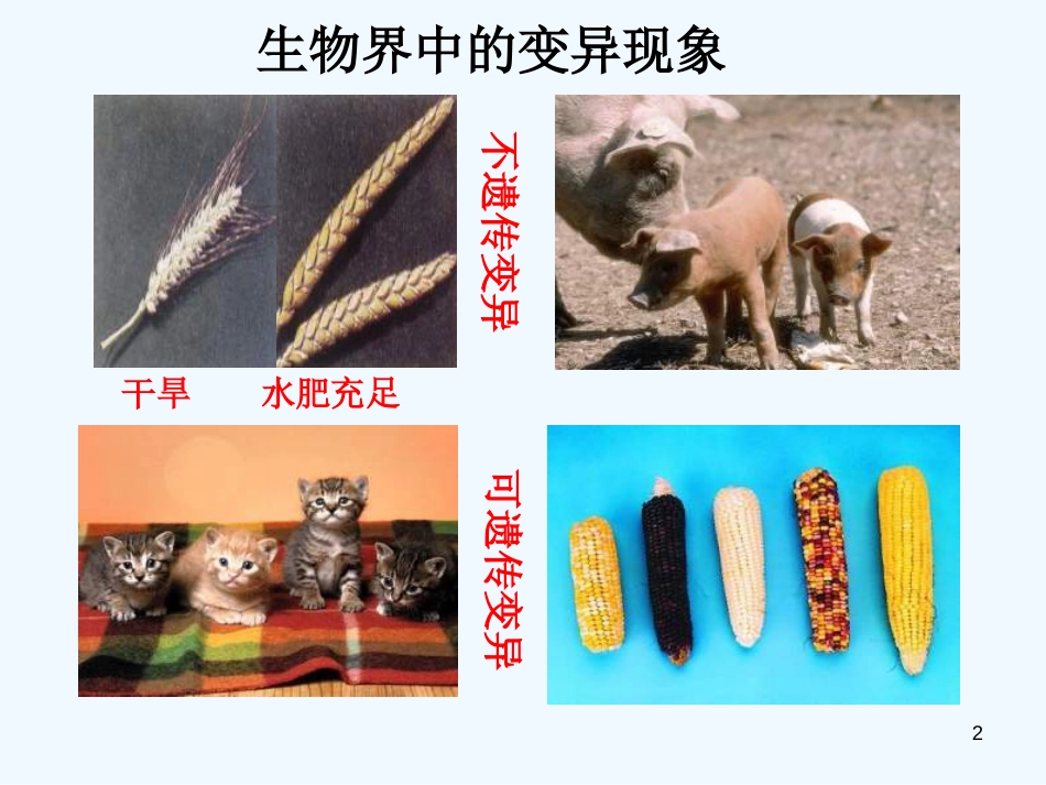 高中生物《第五章 第一节 基因突变和基因重组》课件3 新人教版必修2_第2页