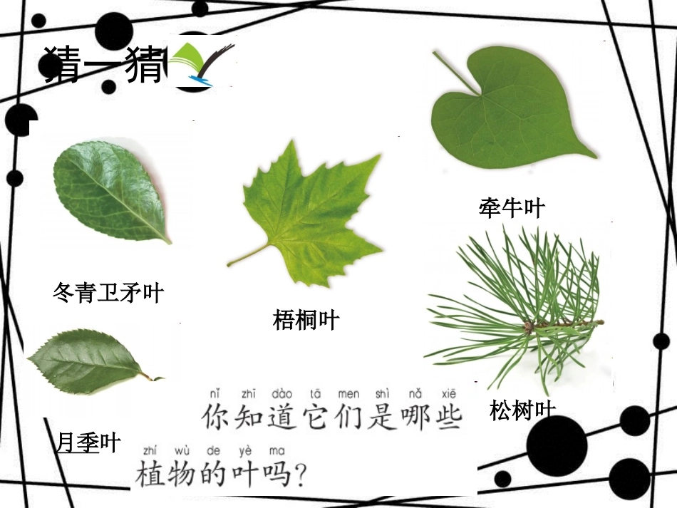 一年级科学上册 1.4 这是谁的叶课件1 教科版_第3页