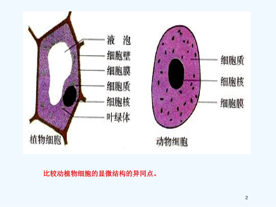 高中生物《细胞的基本结构》课件3 中图版必修1_第2页