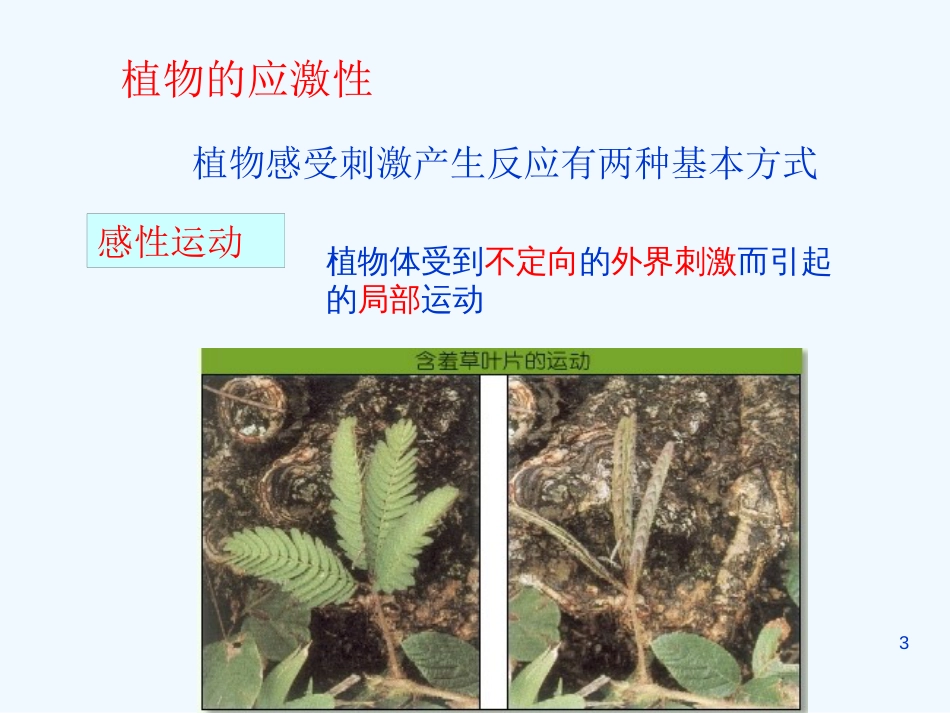 高中生物《第三章 第一节 植物生长素的发现》课件3 新人教版必修3_第3页
