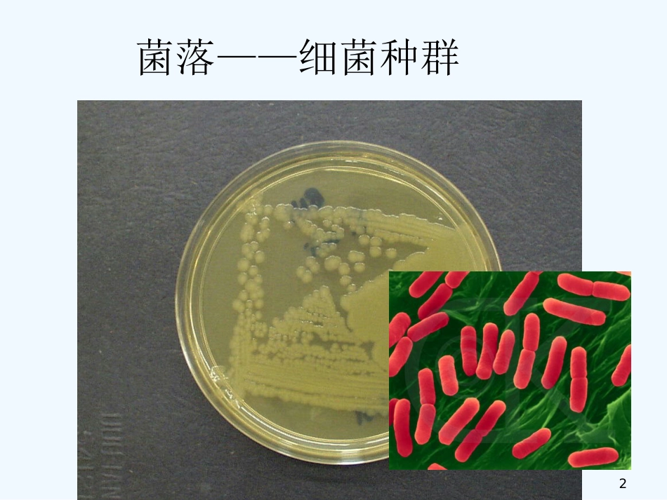 高中生物：浙科版必修3《种群的增长方式》课件_第2页