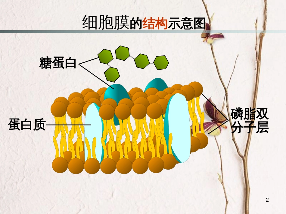 贵州省遵义市高一生物 物质跨膜运输的方式课件_第2页