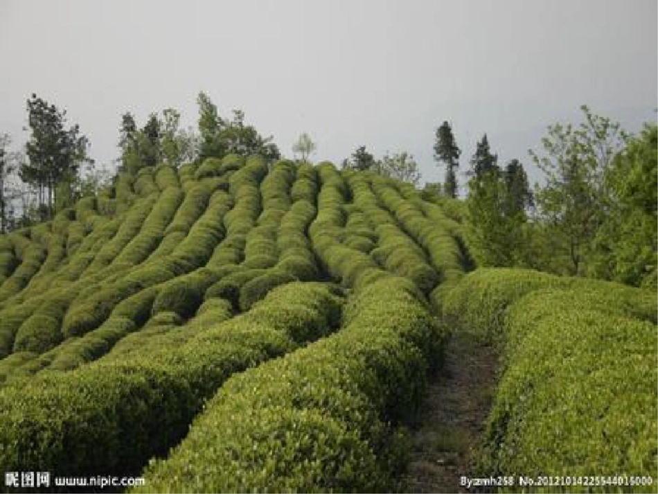 中班科学《茶树和茶叶》_第2页