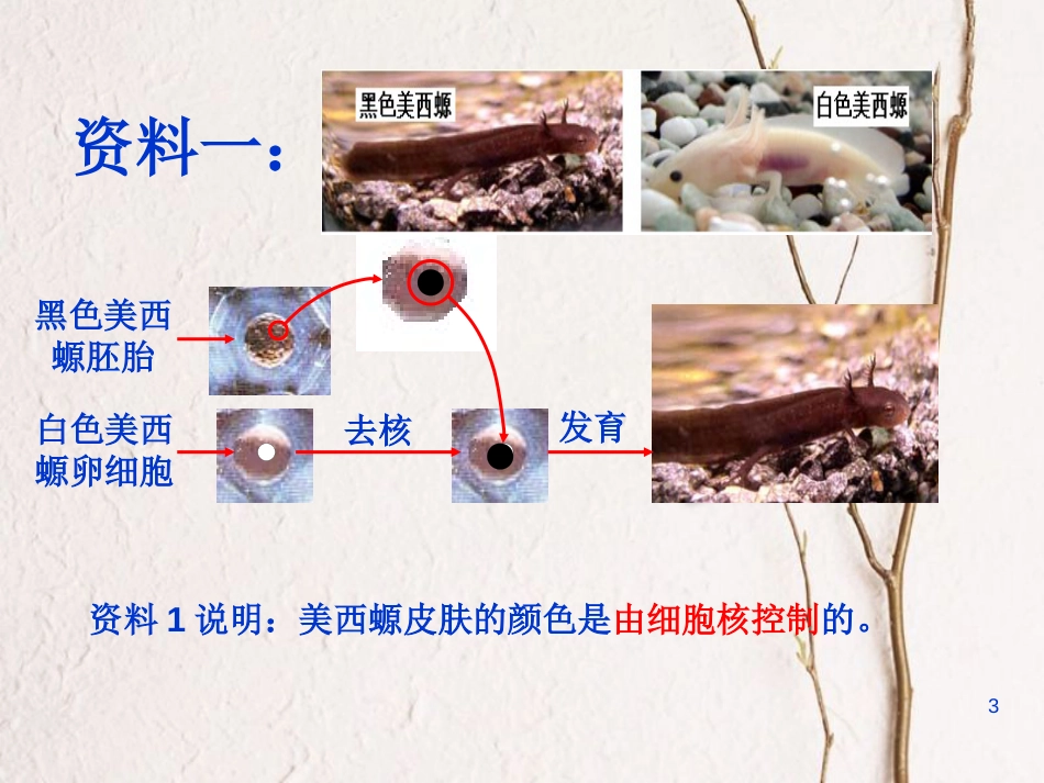 贵州省遵义市高一生物 细胞核—细胞的控制中心课件_第3页