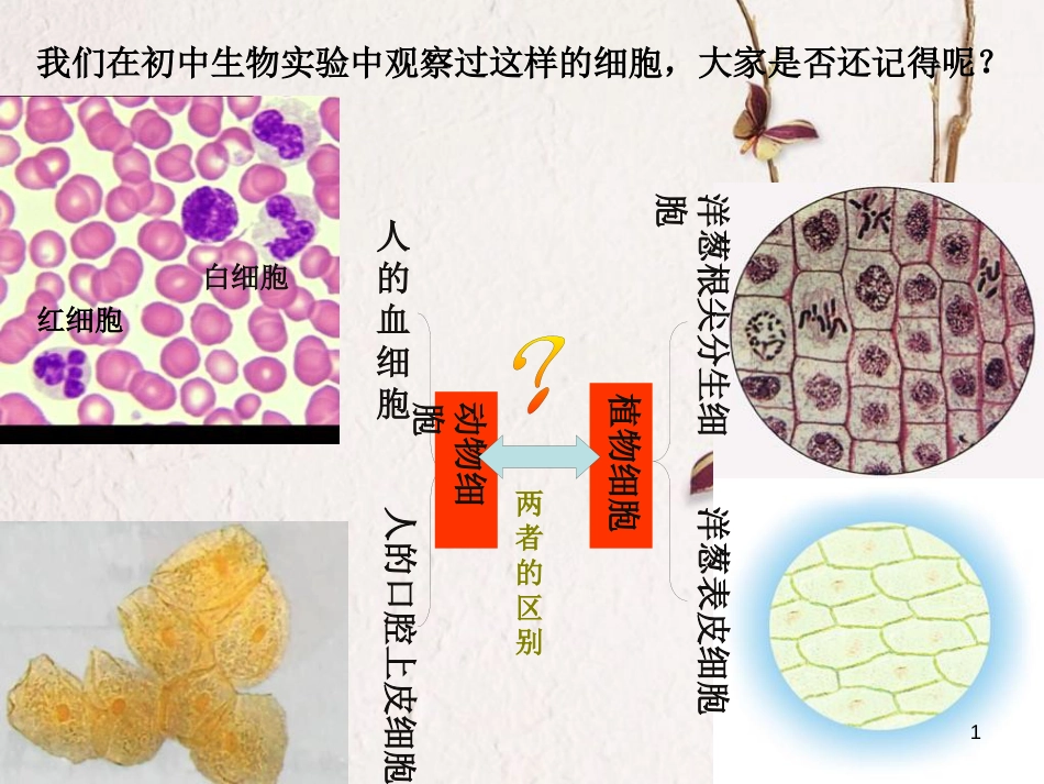 辽宁省沈阳市高中生物 第一章 走近细胞 1.2 细胞的多样性和统一性课件 新人教版必修1_第1页
