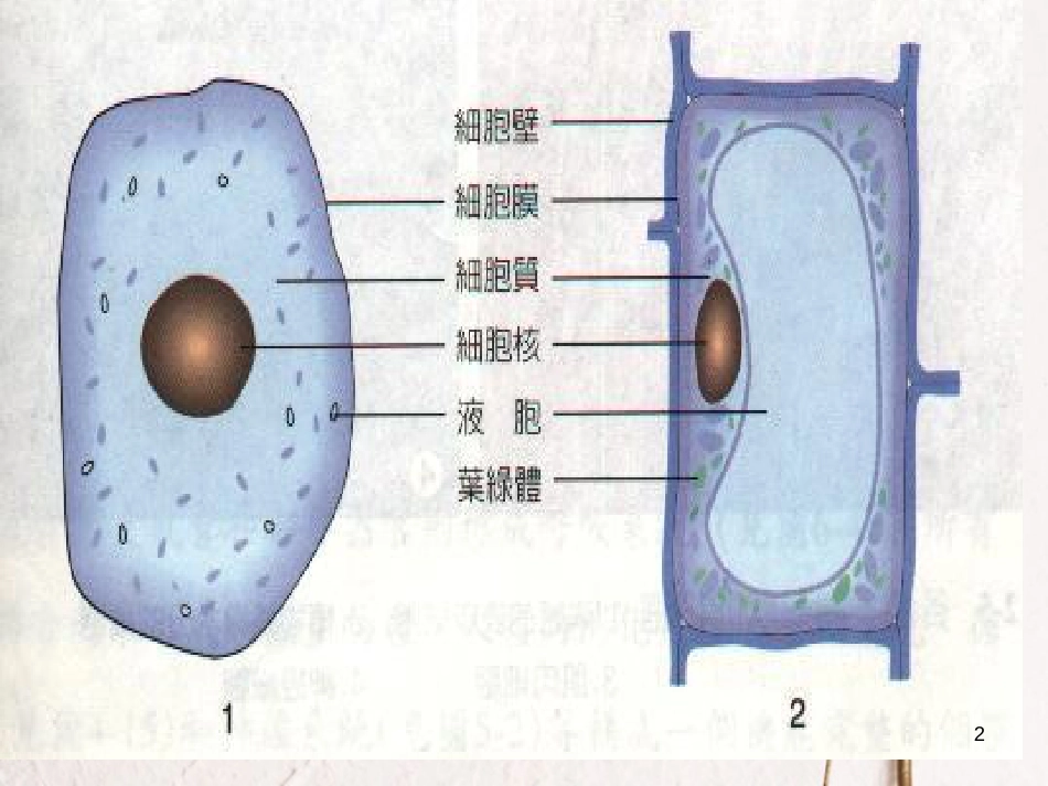 辽宁省沈阳市高中生物 第一章 走近细胞 1.2 细胞的多样性和统一性课件 新人教版必修1_第2页