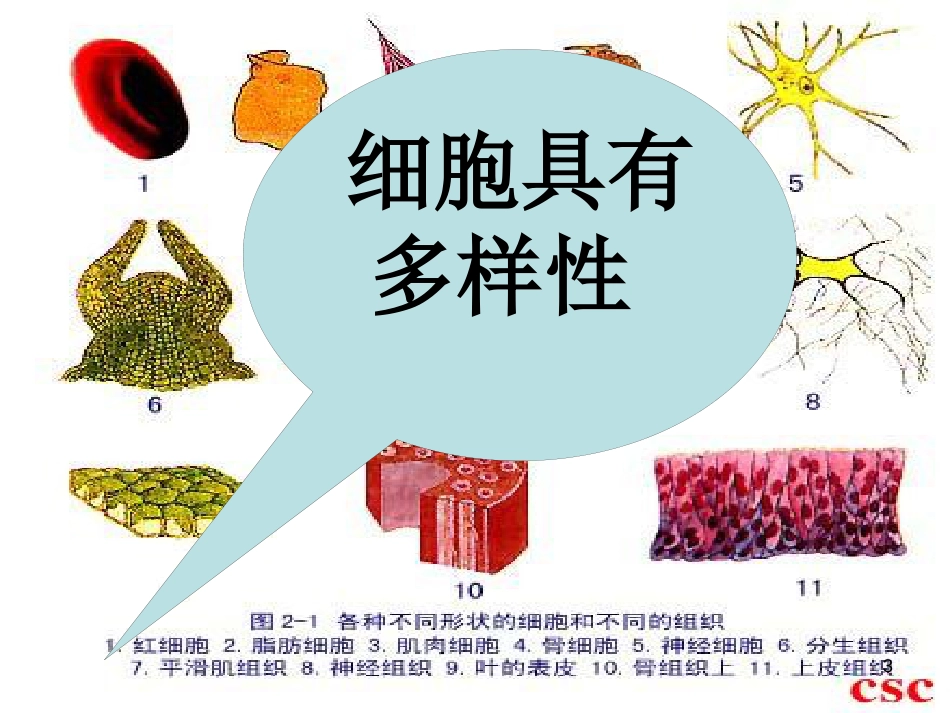 辽宁省沈阳市高中生物 第一章 走近细胞 1.2 细胞的多样性和统一性课件 新人教版必修1_第3页