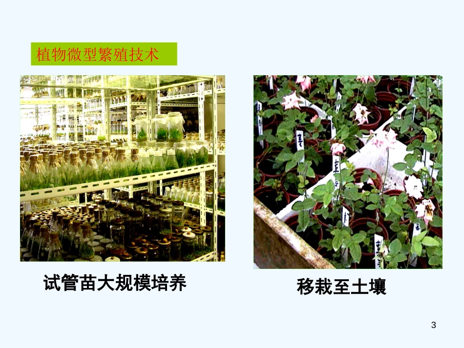 高中生物 2.1《农业生产中的繁殖控制技术》课件1 新人教版选修2_第3页