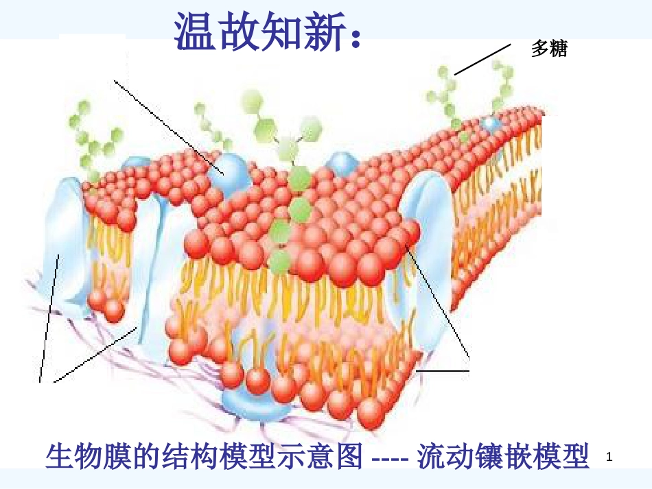 高中生物 第四章第三节 物质跨膜运输的方式课件 新人教版必修1_第1页