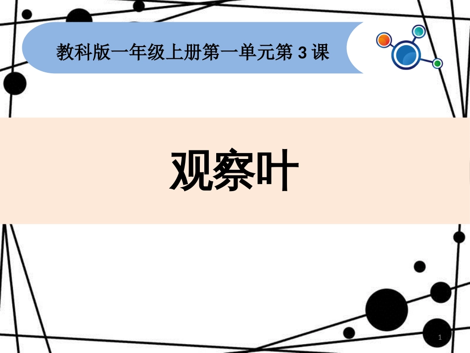 一年级科学上册 1.3 观察叶课件2 教科版_第1页