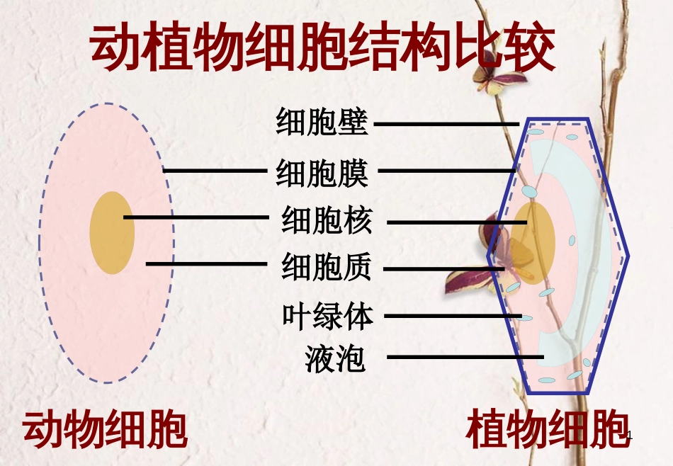 七年级生物上册 第二单元 第一章 第四节《细胞的生活》课件 （新版）新人教版_第1页