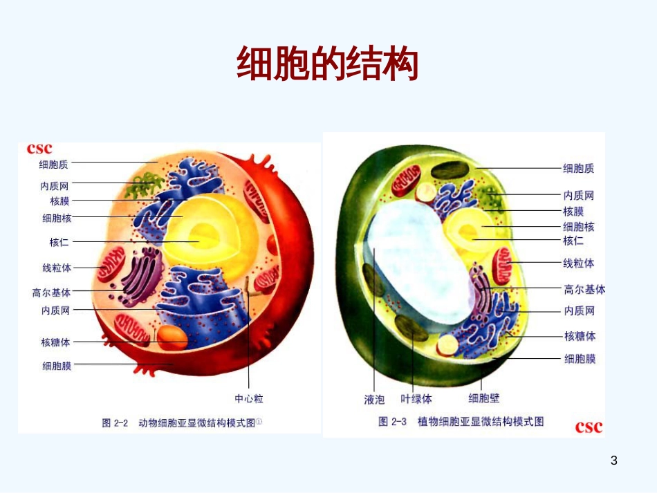 高中生物 第三章第一节《细胞膜》精品课件 沪科版第1册_第3页