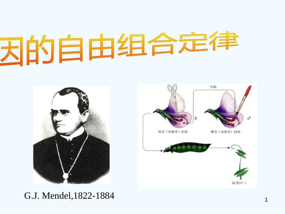 高中生物基因的自由组合定律3课件人教版必修2_第1页