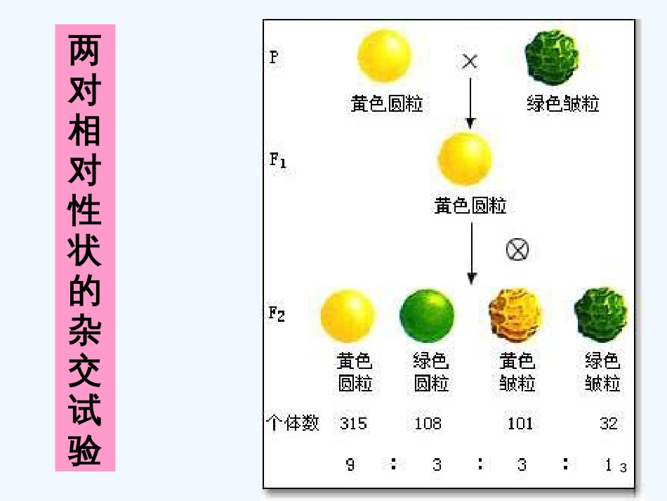 高中生物基因的自由组合定律3课件人教版必修2_第3页