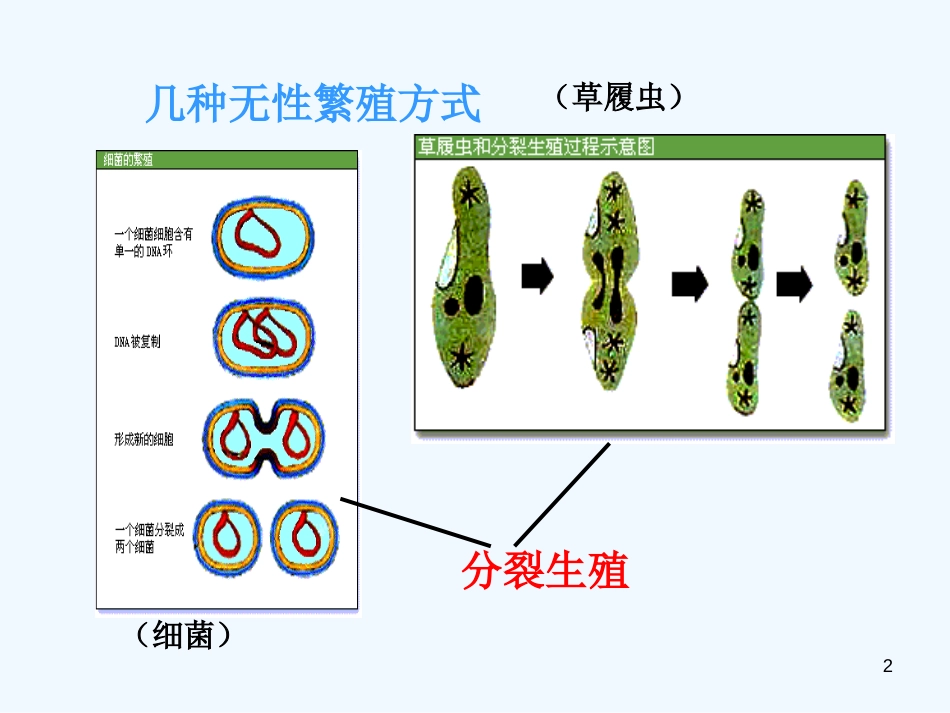 高中生物：《生殖的类型》课件旧人教版_第2页