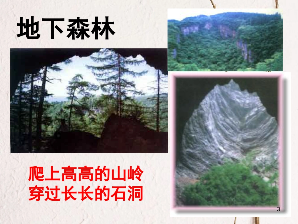 九年级语文下册 第三单元 11《地下森林断想》课件 新人教版_第3页