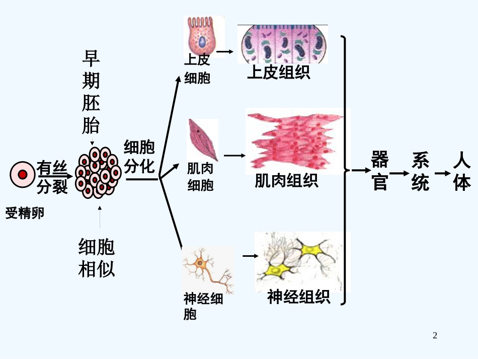 高中生物 植物组织培养技术课件 新人教版选修1_第2页