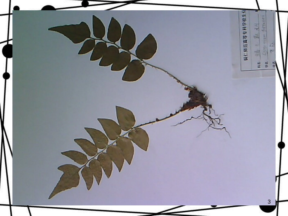四年级科学上册 2.2 制作植物标本课件3 新人教版_第3页