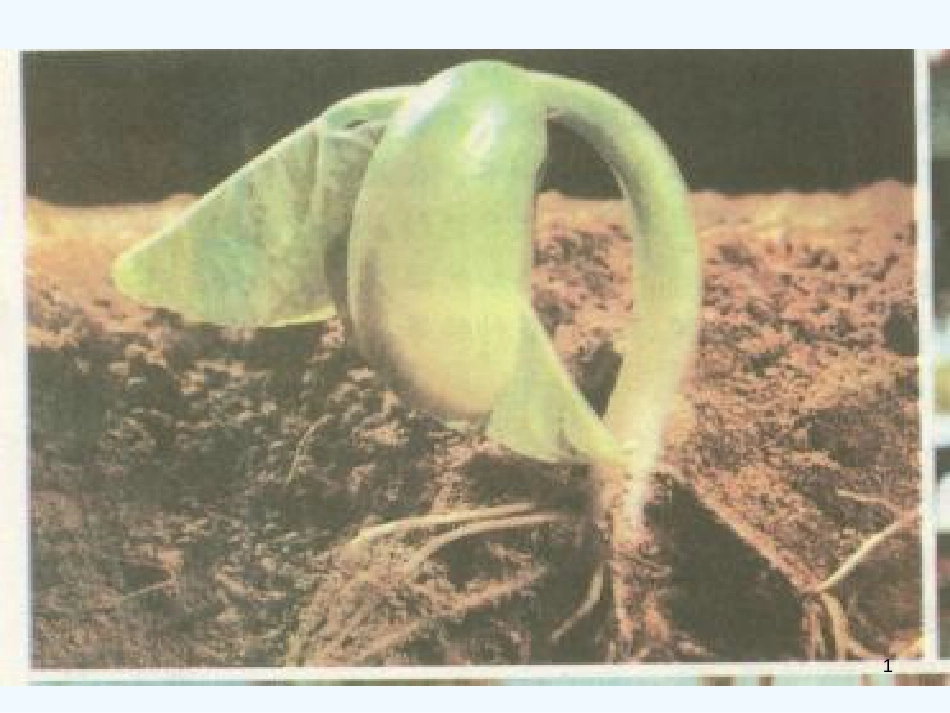 高中生物：2.4《植物生命活动的调节》课件（1）（苏教版必修3）_第1页