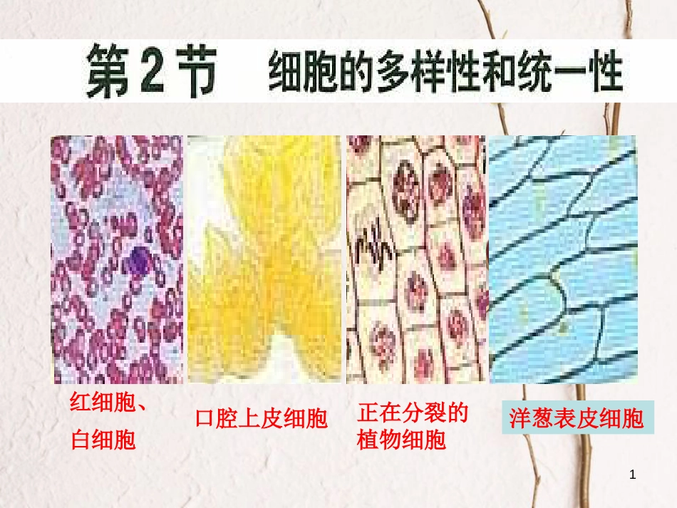 辽宁省庄河市高一生物 细胞的多样性和统一性课件_第1页