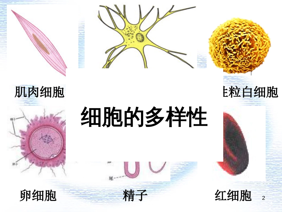 辽宁省庄河市高一生物 细胞的多样性和统一性课件_第2页