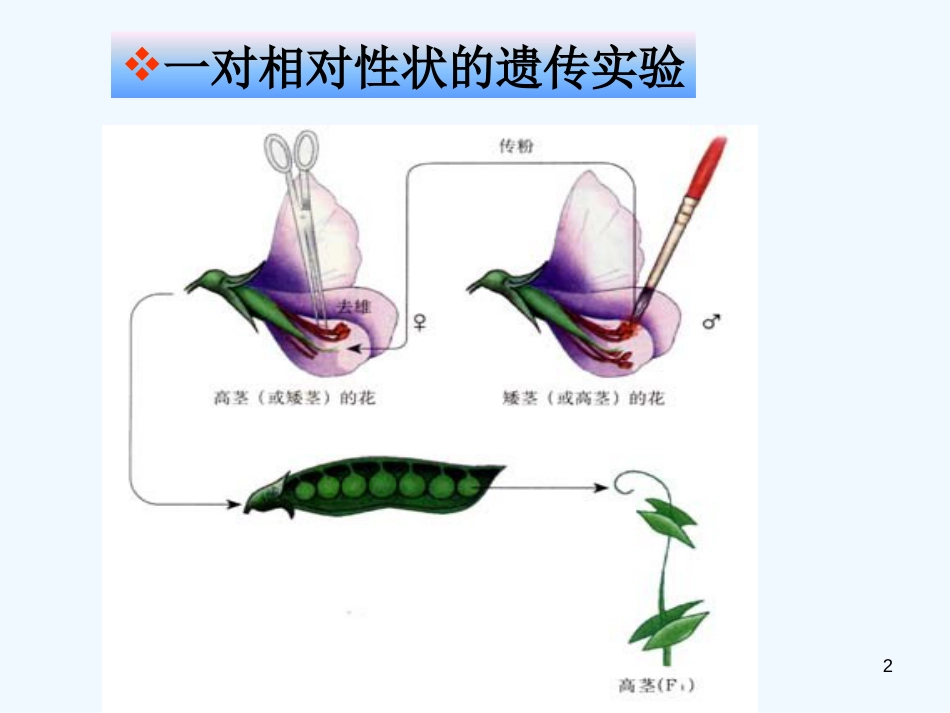 高中生物：分离规律试验课件中图版必修2_第2页