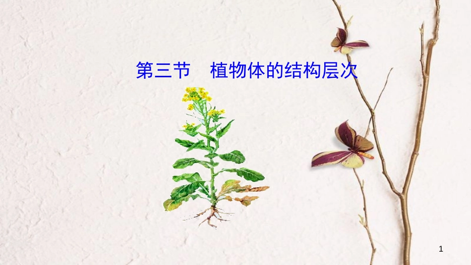 七年级生物上册 第二单元 第二章 第三节《植物体的结构层次》课件 （新版）新人教版_第1页
