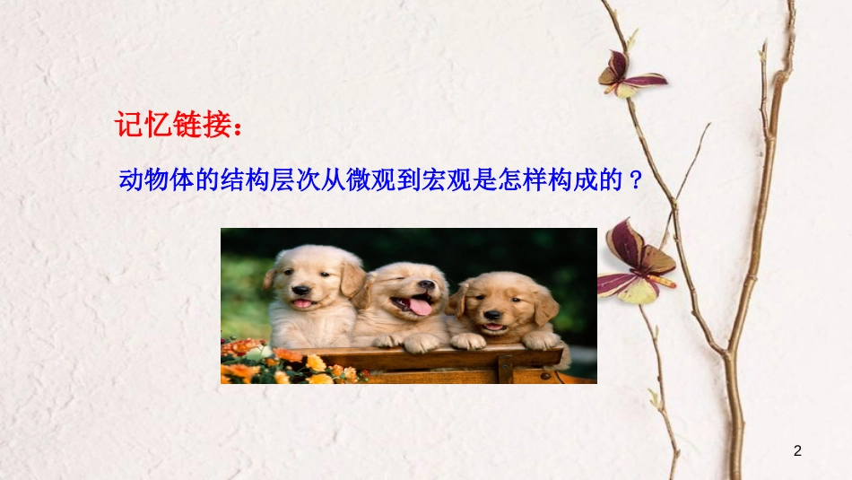 七年级生物上册 第二单元 第二章 第三节《植物体的结构层次》课件 （新版）新人教版_第2页