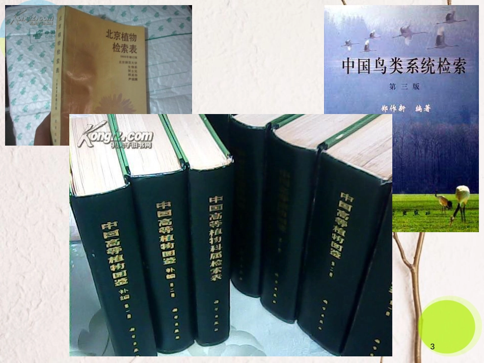 七年级生物上册 第五章 第二节 练习对生物进行鉴别课件 （新版）冀教版_第3页