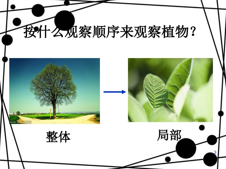 一年级科学上册 1.2 观察一棵植物课件2 教科版_第3页