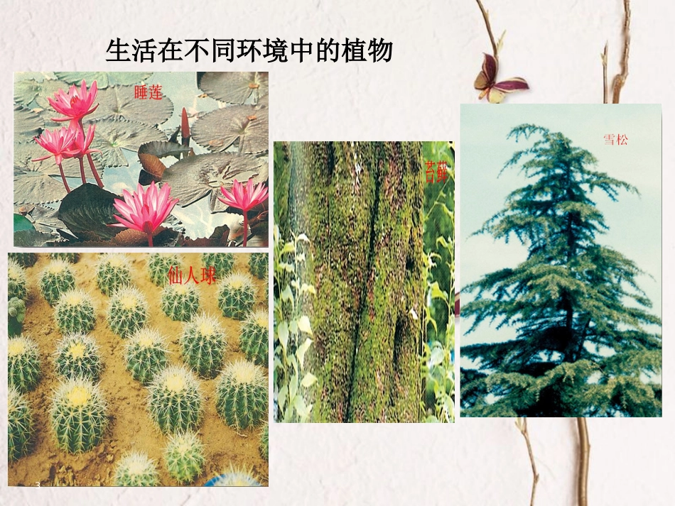 七年级生物上册 第三章 第二节 校园植物观察课件 （新版）冀教版_第3页
