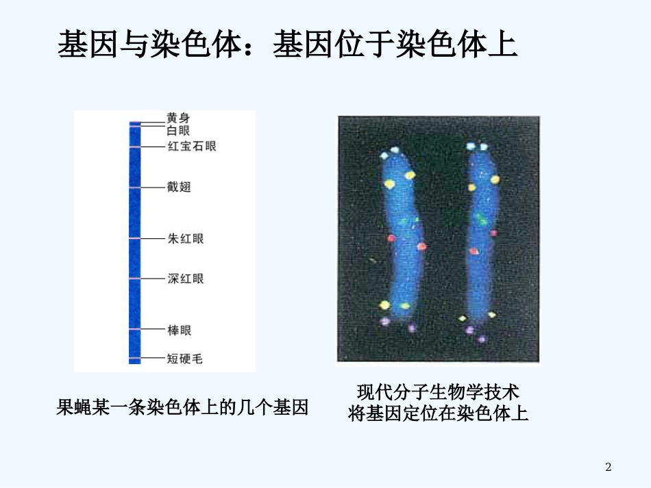 高中生物第4节 基因是有遗传效应的DNA片段课件人教版必修2_第2页