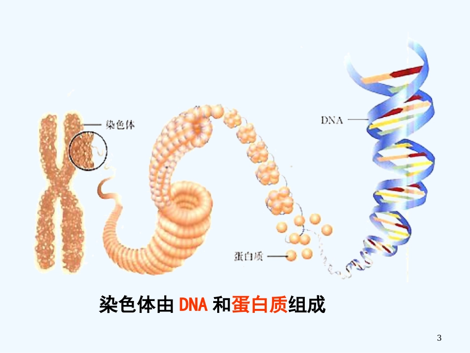 高中生物第4节 基因是有遗传效应的DNA片段课件人教版必修2_第3页