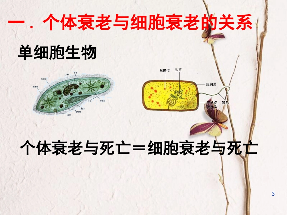 辽宁省北票市高中生物 第六章 细胞的生命历程 6.3 细胞衰老、凋亡 6.4 癌变课件 新人教版必修1_第3页