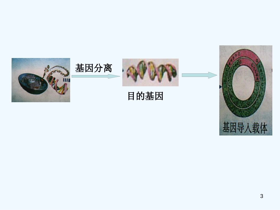 高中生物 2.2《现代生物技术在育种上的应用》课件（3） 新人教版选修2_第3页