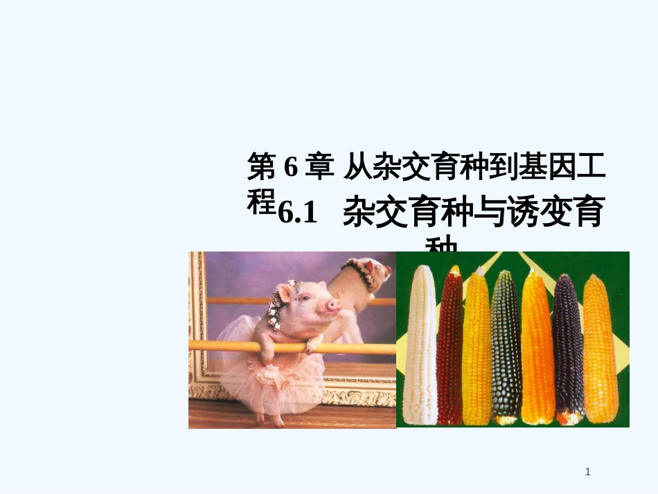 高中生物 6.1 杂交育种与诱变育种课件 新人教版必修2_第1页