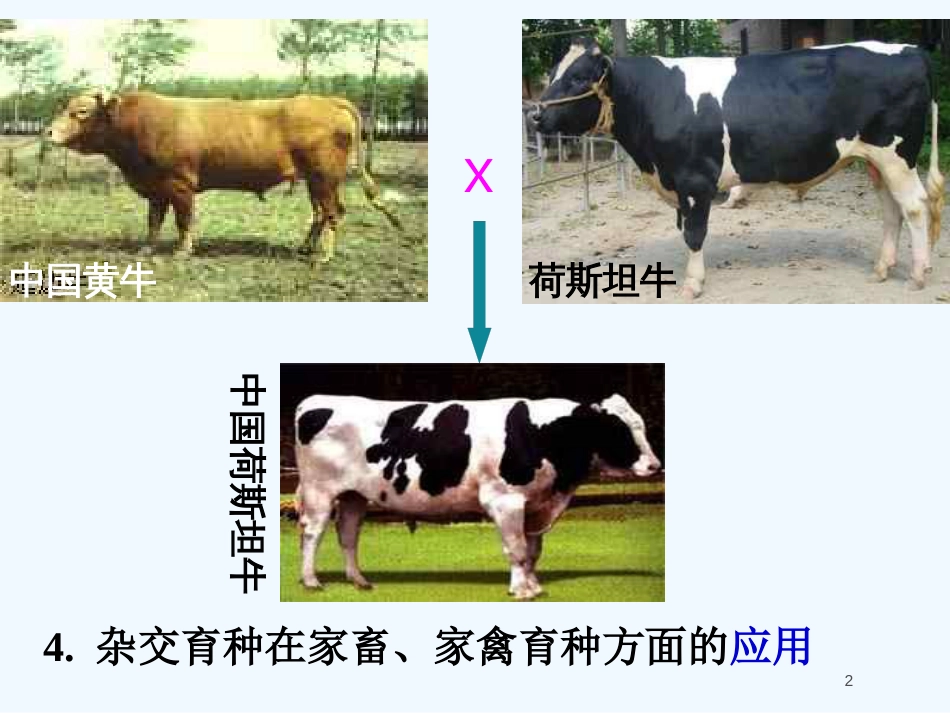 高中生物 6.1 杂交育种与诱变育种课件 新人教版必修2_第2页