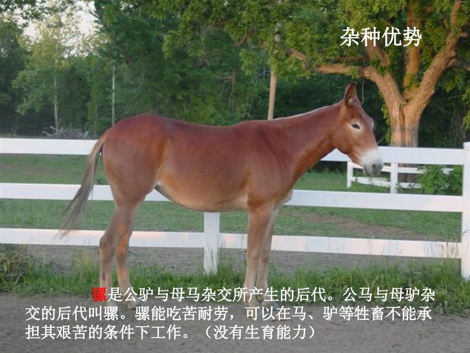 高中生物 6.1 杂交育种与诱变育种课件 新人教版必修2_第3页