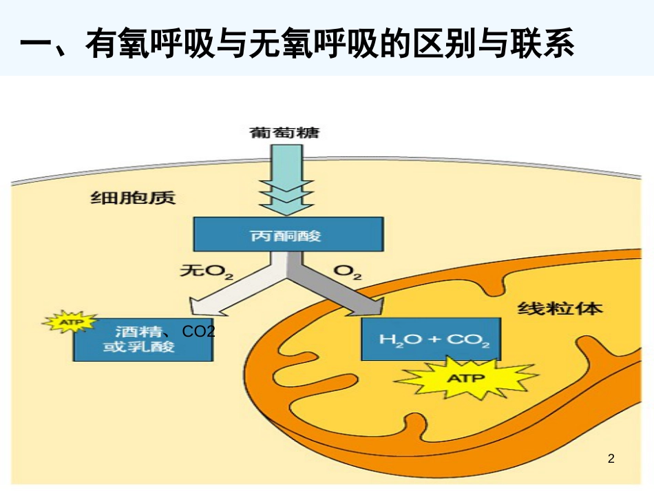 高中生物 4.3《细胞呼吸》课件 苏教版必修1_第2页