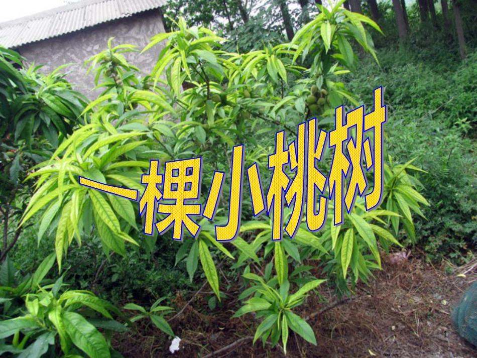七年级语文下册 第五单元 18《一棵小桃树》课件 新人教版_第1页