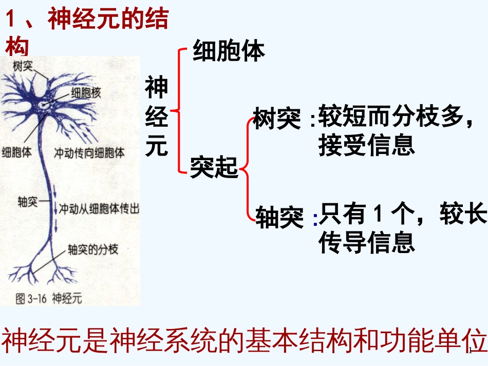 高中生物：5.2《神经系统中信息的传递和调节》课件（3）（沪科版第二册）_第1页