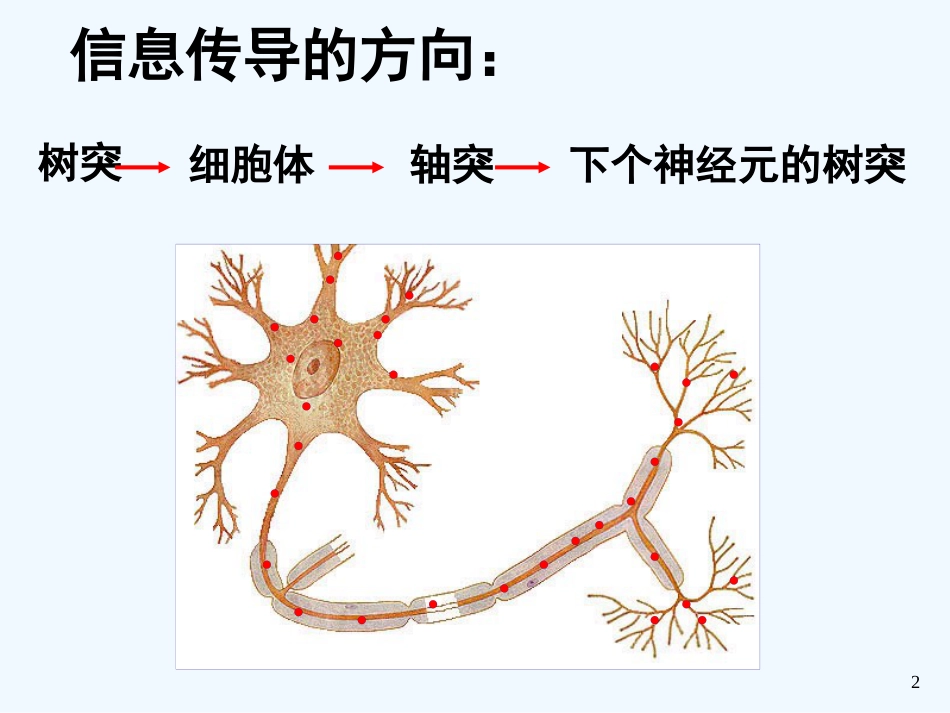 高中生物：5.2《神经系统中信息的传递和调节》课件（3）（沪科版第二册）_第2页