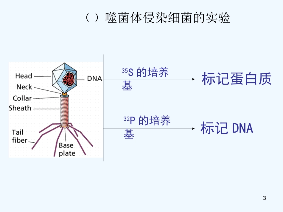 高中生物《核酸是遗传物质的证据》课件4 浙科版必修2_第3页