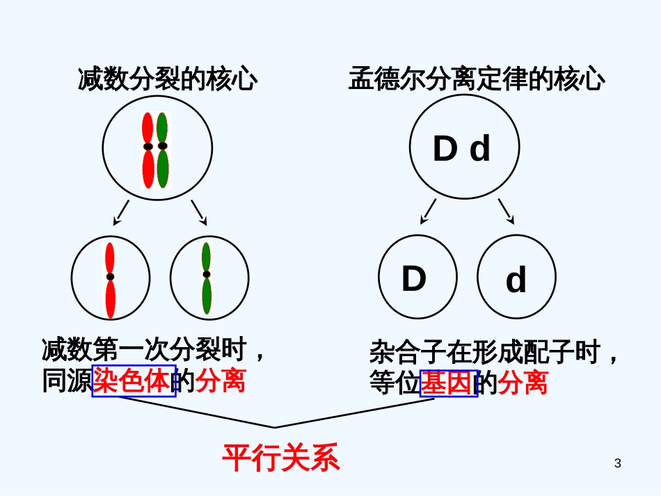 高中生物 遗传的染色体学说课件 浙科版必修2_第3页