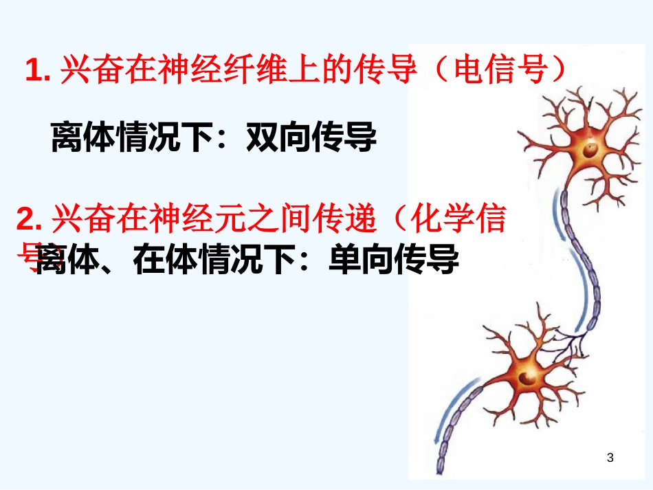 高中生物《第二章 第一节 通过神经系统的调节》课件4 新人教版必修3_第3页