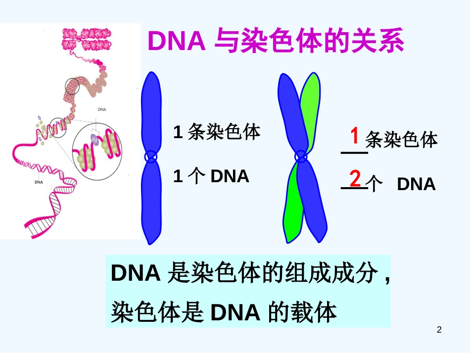 高中生物《第三章 第四节 基因是有遗传效应的DNA片段》课件1 新人教版必修2_第2页
