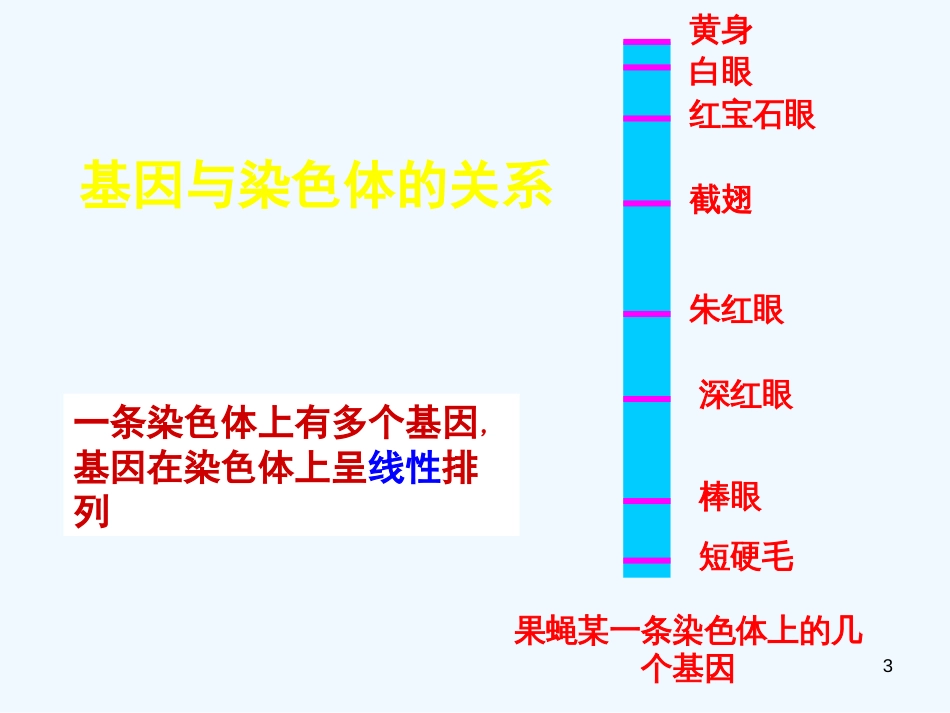 高中生物《第三章 第四节 基因是有遗传效应的DNA片段》课件1 新人教版必修2_第3页