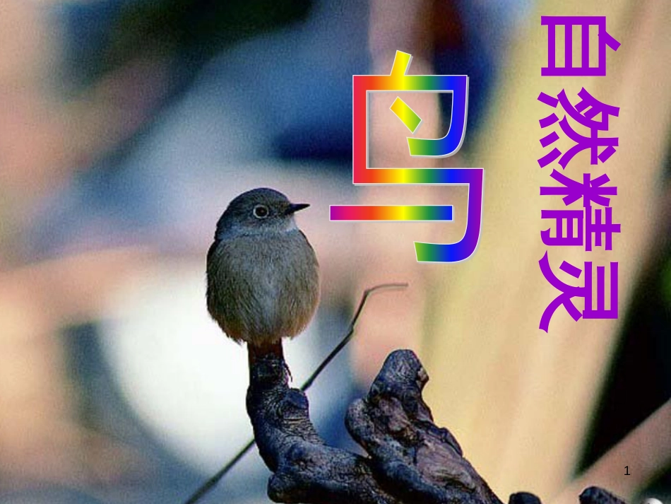江苏省盐城市八年级语文下册 专题《鸟》课件 苏教版_第1页