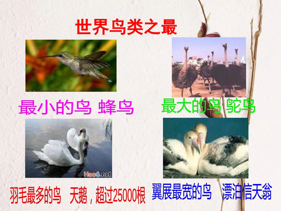江苏省盐城市八年级语文下册 专题《鸟》课件 苏教版_第3页